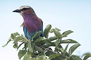Lilacbreasted Roller  Chobe